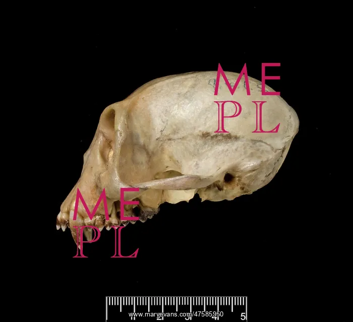 : Trachypithecus cristatus, silver leaf monkey : Trachypithecus cristatus, silver leaf monkey