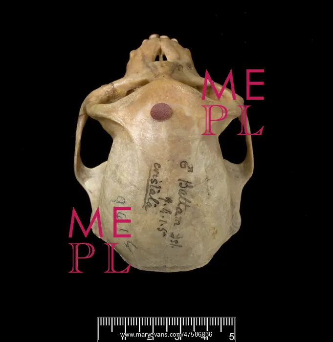 : Trachypithecus cristatus, silver leaf monkey : Trachypithecus cristatus, silver leaf monkey