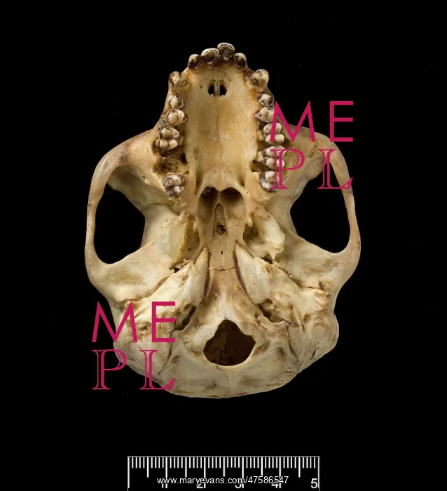 : Trachypithecus cristatus, silver leaf monkey : Trachypithecus cristatus, silver leaf monkey