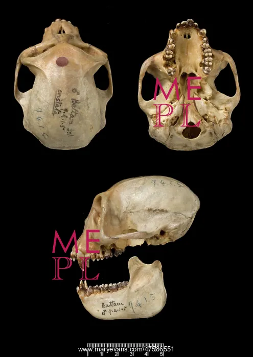 : Trachypithecus cristatus, silver leaf monkey : Trachypithecus cristatus, silver leaf monkey