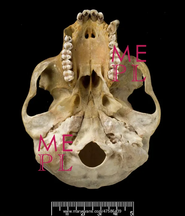 : Trachypithecus delacouri, delacour's langur : Trachypithecus delacouri, delacour's langur
