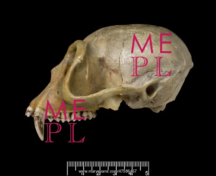 : Trachypithecus delacouri, delacour's langur : Trachypithecus delacouri, delacour's langur