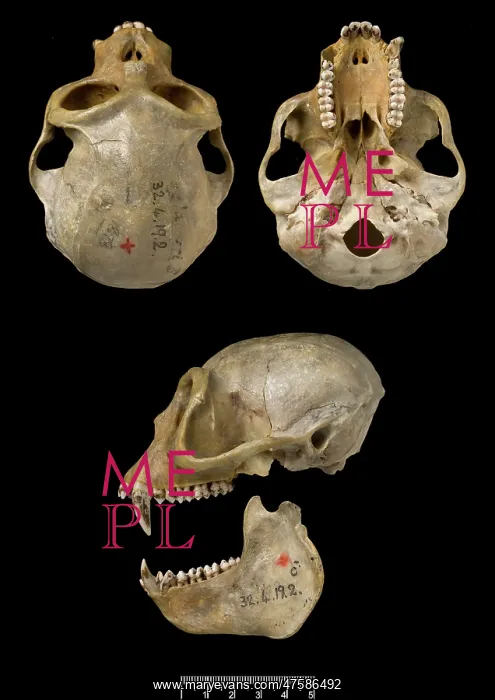 : Trachypithecus delacouri, delacour's langur : Trachypithecus delacouri, delacour's langur