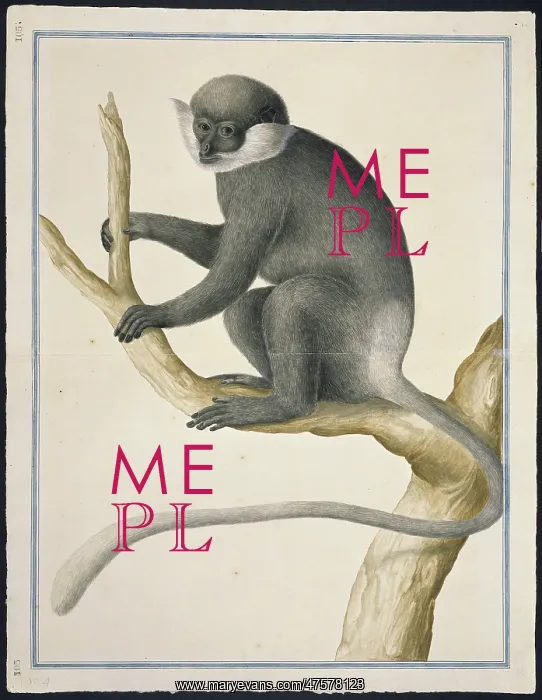 : Trachypithecus vetulus, purple-faced leaf monkey : Trachypithecus vetulus, purple-faced leaf monkey