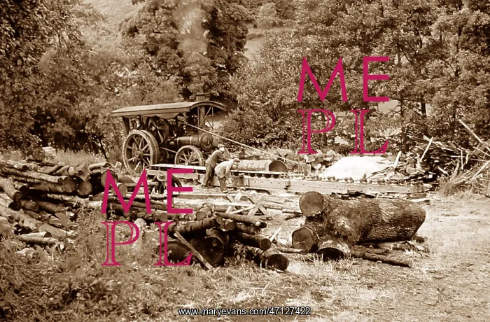  : Traction engine at a sawmill