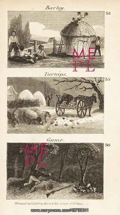: Trades in Norfolk, Regency England. Barley, turnips and game : Trades in Norfolk, Regency England. Barley, turnips and game