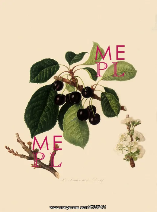  : Tradescant Cherries