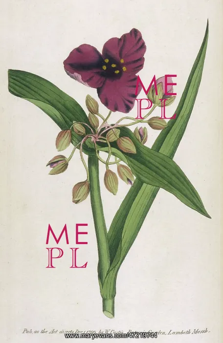  : Tradescantia Virginica