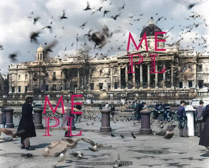 : TRAFALGAR SQUARE BIRDS : TRAFALGAR SQUARE BIRDS