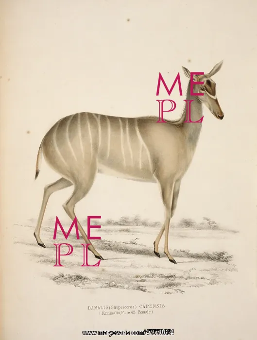 : Tragelaphus strepsiceros, greater kudu : Tragelaphus strepsiceros, greater kudu