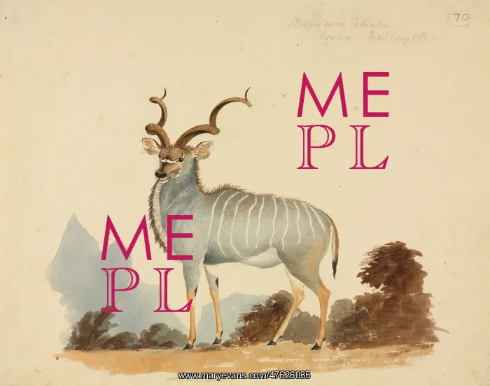 : Tragelaphus strepsiceros, Greater kudu : Tragelaphus strepsiceros, Greater kudu
