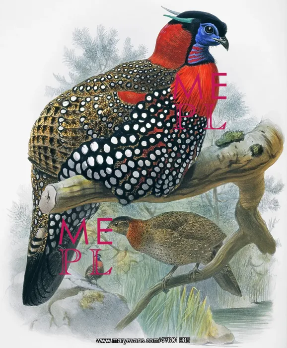 : Tragopan melanocephala, western tragopan : Tragopan melanocephala, western tragopan