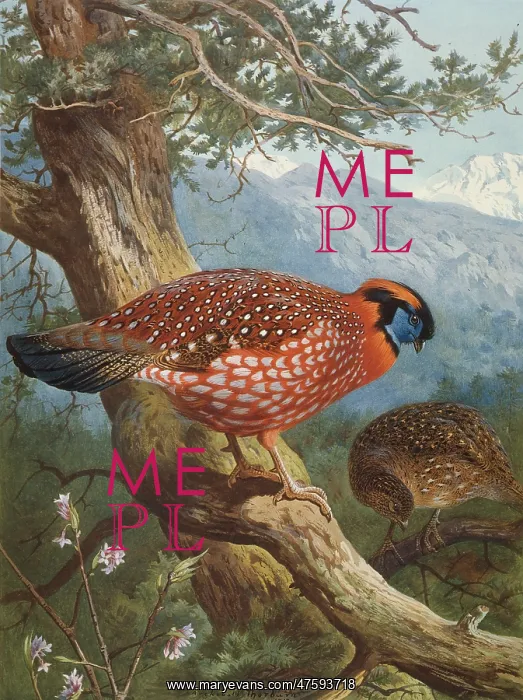 : Tragopan temmincki, Temminck's tragopan : Tragopan temmincki, Temminck's tragopan