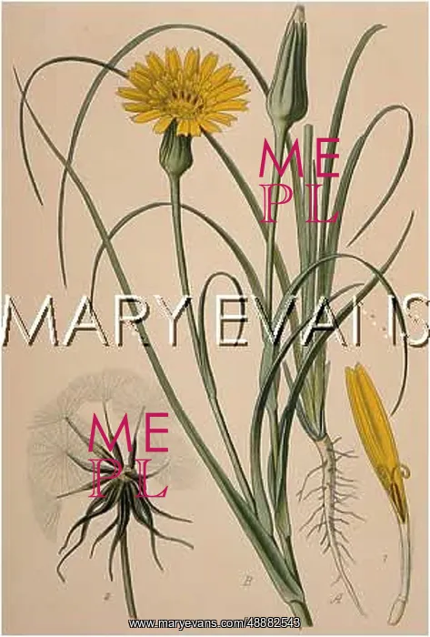 : TRAGOPOGON PRATENSIS