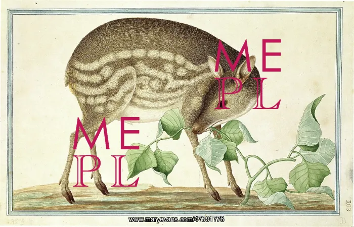 : Tragulus javanicus, lesser mouse-deer : Tragulus javanicus, lesser mouse-deer