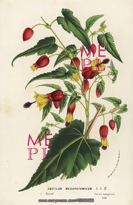 : Trailing abutilon, Abutilon megapotamicum : Trailing abutilon, Abutilon megapotamicum