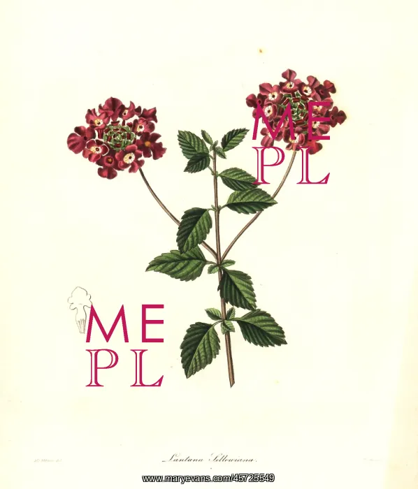 : Trailing lantana, Lantana montevidensis : Trailing lantana, Lantana montevidensis