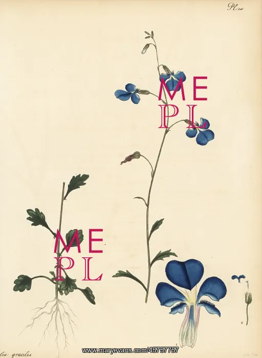 : Trailing lobelia, Lobelia andrewsii : Trailing lobelia, Lobelia andrewsii
