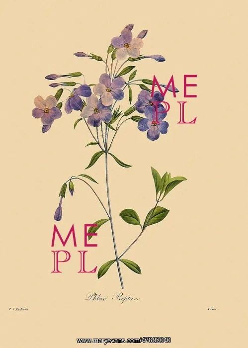 : Trailing PhloX : Trailing PhloX