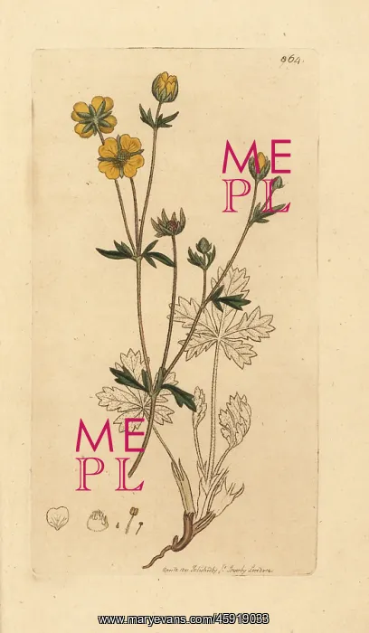 : Trailing tormentil, Potentilla reptans : Trailing tormentil, Potentilla reptans