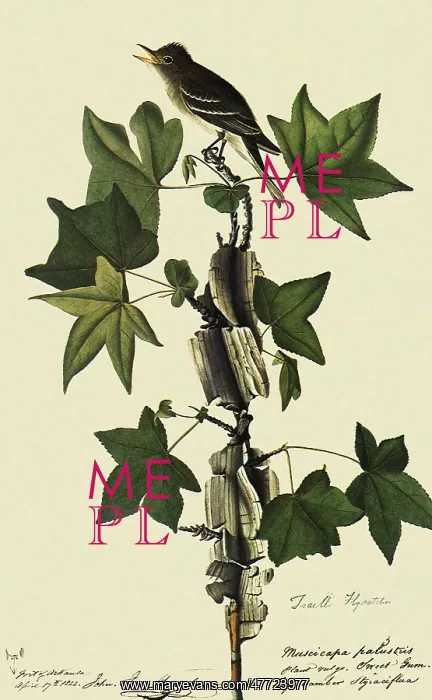 : Traill's Flycatcher, Empidonax traillii : Traill's Flycatcher, Empidonax traillii