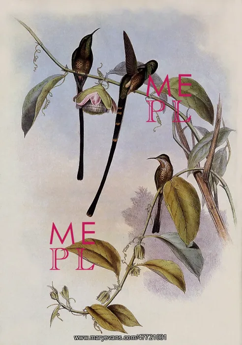  : Train-Bearer, Lesbia Amaryllis