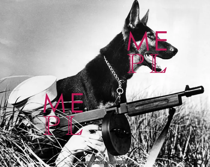 : A trained german shepherd sitting watch ? : A trained german shepherd sitting watch ?