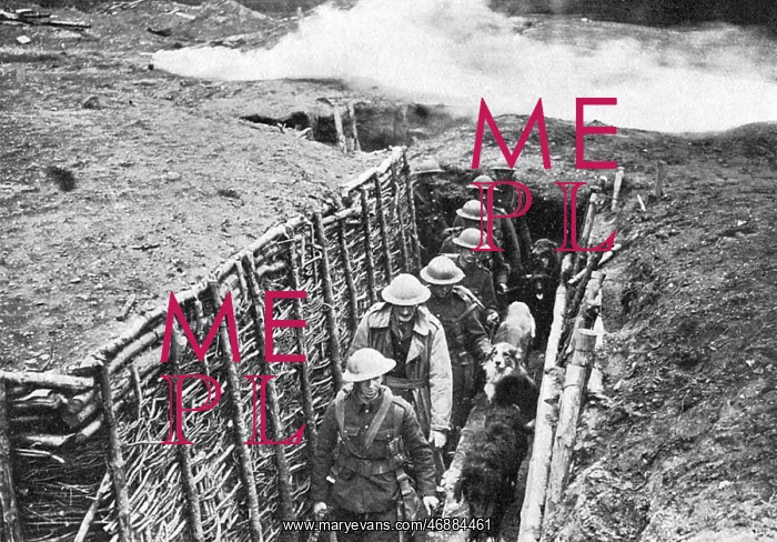 : Training dogs in the trenches, WW1 : Training dogs in the trenches, WW1