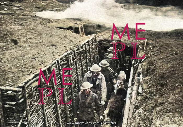 : Training dogs in the trenches, WW1 : Training dogs in the trenches, WW1