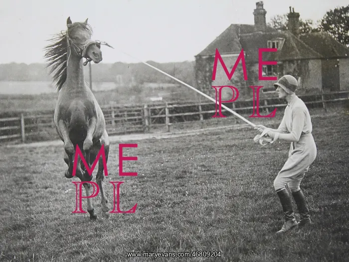 : Training of a horse : Training of a horse