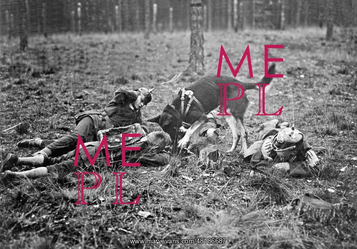 : Training of medic dogs, 1914 : Training of medic dogs, 1914
