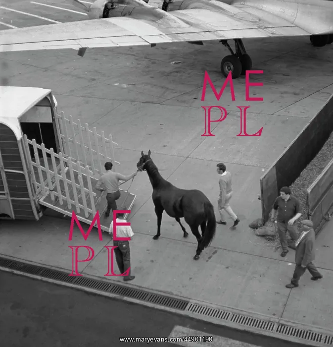 : Transferring horse from aeroplane to horse box : Transferring horse from aeroplane to horse box