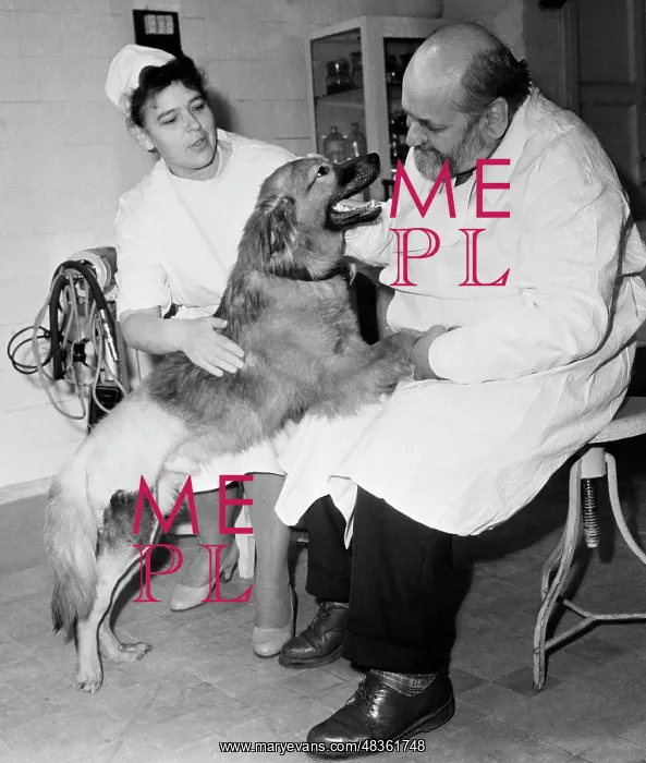 : Transplantation lab at the Central Institute of : Transplantation lab at the Central Institute of
