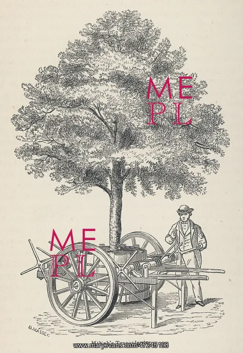 : TRANSPLANTING TREES : TRANSPLANTING TREES