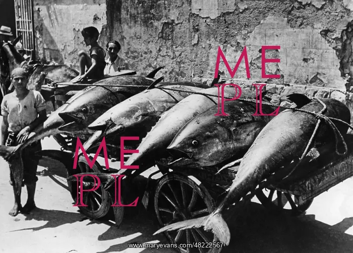 : Transport of tuna fish in Palermo, 1938 : Transport of tuna fish in Palermo, 1938