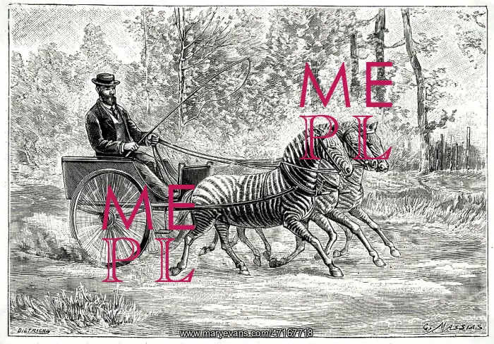  : TRANSPORT BY ZEBRA