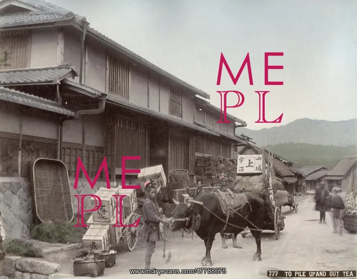 : Transporting boxes of tea by ox cart, Japan : Transporting boxes of tea by ox cart, Japan