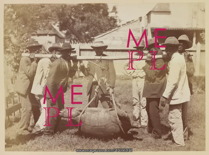 : Transporting Giant tortoises : Transporting Giant tortoises