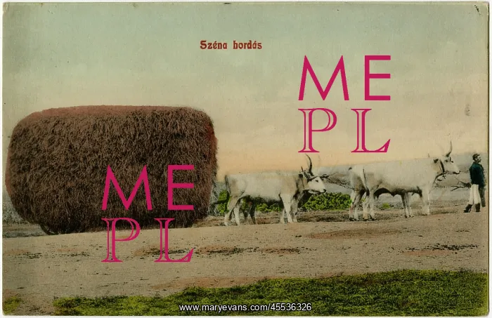 : Transporting Hay by ox cart in Hungary : Transporting Hay by ox cart in Hungary