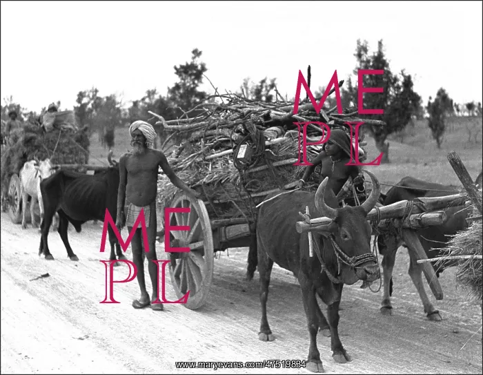  : Transporting wood - India