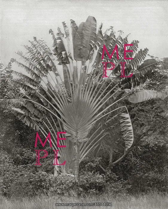  : Traveller's Palm, Jamaica