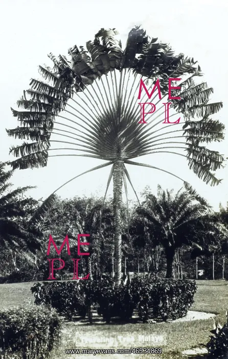 : Travellers Palm, Malaysia : Travellers Palm, Malaysia