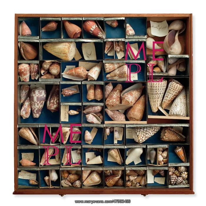 : Tray of shells : Tray of shells