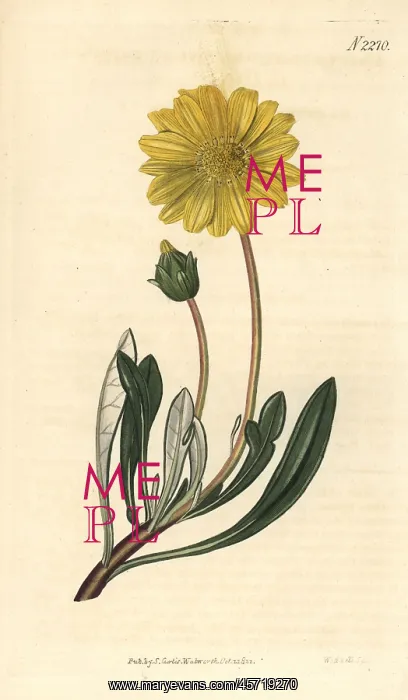 : Treasure flower, Gazania rigens : Treasure flower, Gazania rigens