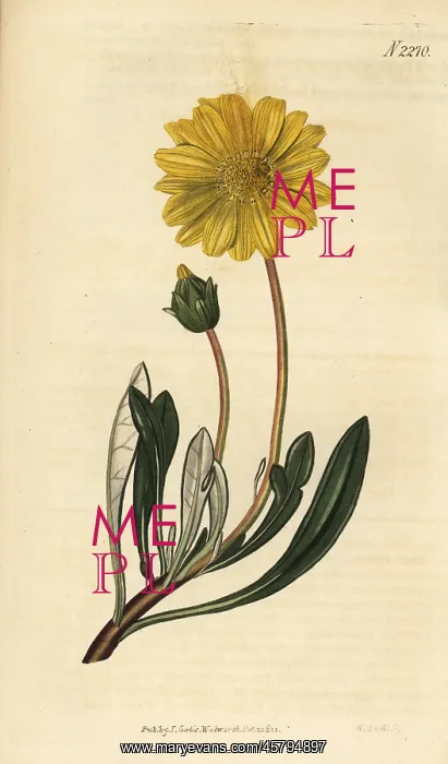: Treasure flower, Gazania rigens : Treasure flower, Gazania rigens