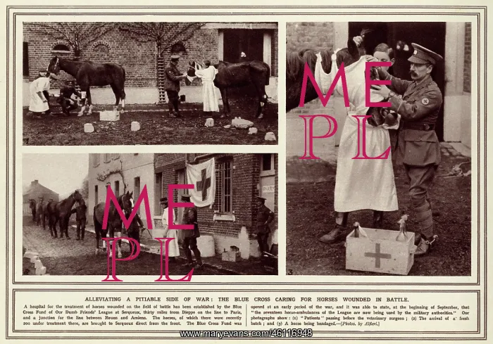 : Treating a wounded horse, 1914 : Treating a wounded horse, 1914