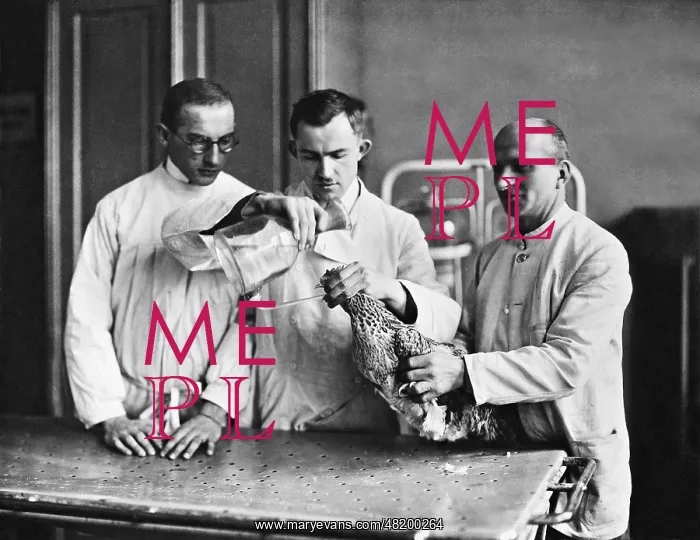 : The treatment of a chicken, 1922 : The treatment of a chicken, 1922