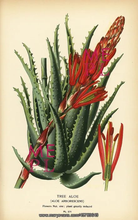: Tree aloe, Aloe arborescens : Tree aloe, Aloe arborescens