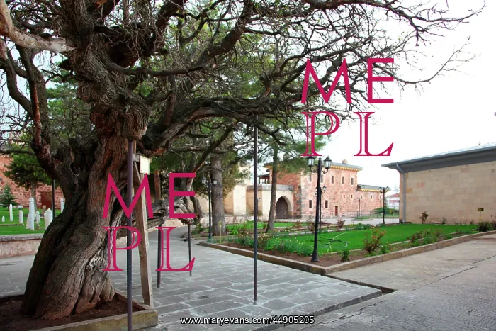 : The tree in front of Balim Sultan Tomb : The tree in front of Balim Sultan Tomb