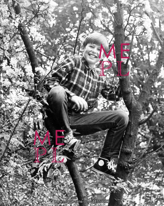  : TREE BOY. A little boy up a tree
